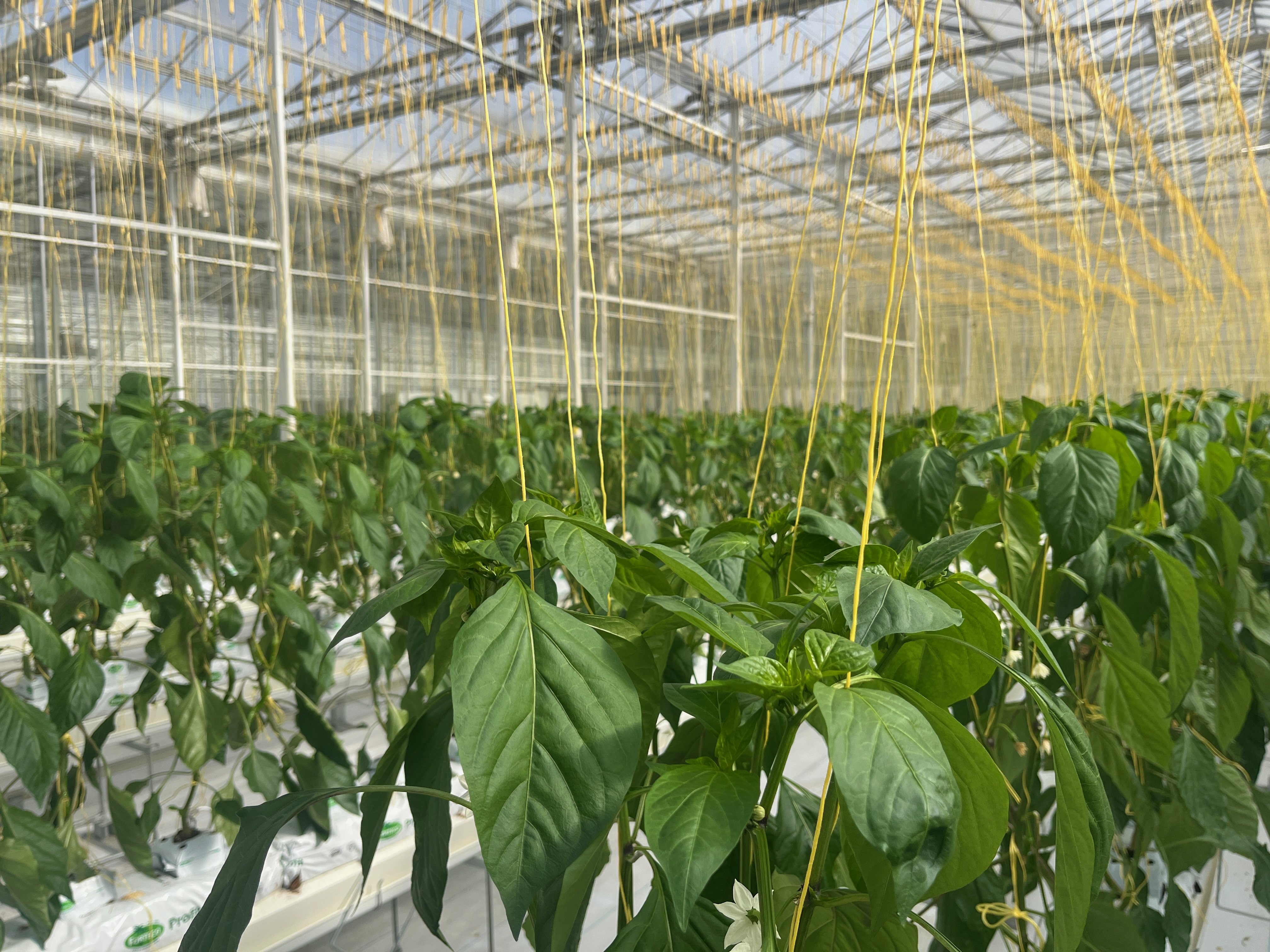 Business consulting meeting with professionals